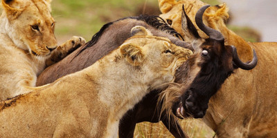 7 days kenya family safari holiday package - Photo 4