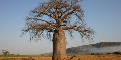3 Day Safari to Mikumi National Park - Photo 3