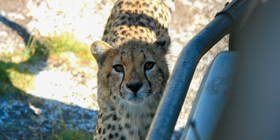 4 day luxury tented camps safari - Photo 2