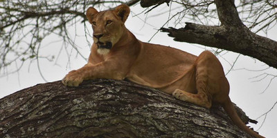 Camping safari to manyara, serengeti and ngorongoro. - Photo 3