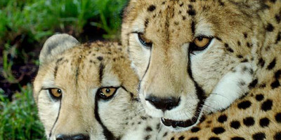  masai mara migration special - Photo 5