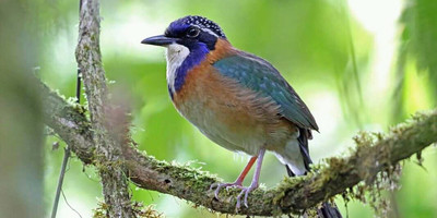 Andasibe national park - Photo 11