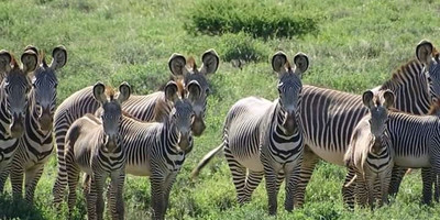 5 days tanzania safari tarangire national park, serengeti national park, ngorongoro crater and lake manyara national park - Photo 1