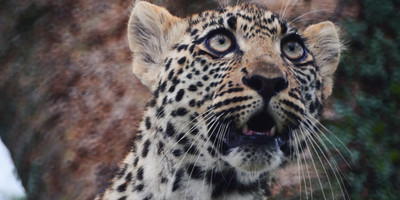 Five days safari- manyara, tarangire, serengeti & ngorongoro - Photo 1
