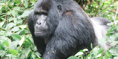 3-day self driving gorilla trekking in bwindi & community batwa walk - Photo 6