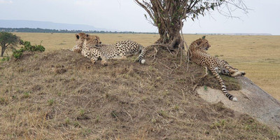 6 days tanzania private safari - Photo 28