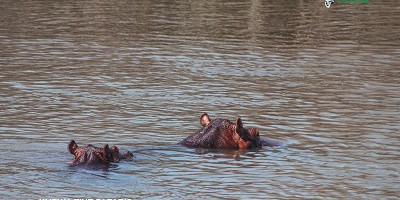3 days breathtaking safari to queen elizabeth national park - Photo 4