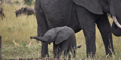 Uganda Wildlife and Primates tour - Photo 4