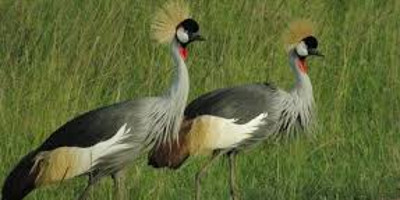 3 days northern tanzania luxury safari - Photo 4
