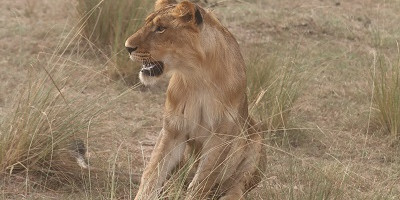 6 days breathtaking safari in murchison falls, queen elizabeth national park & kibale national park - Photo 8