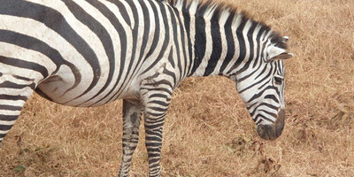 6 days tanzania private safari - Photo 17