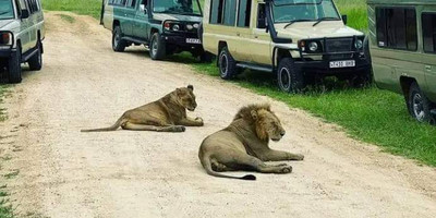 Unforgettable 3-day masai mara safari – stay in the heart of the wild - Photo 7