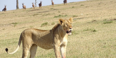 8 days kenya road safari wildlife tours l kenya lodge safaris - Photo 4