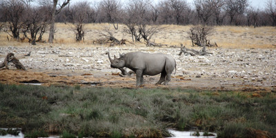 2 days wildlife etosha safari namibia- camping - Photo 5