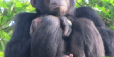 A 20 days birding trip inclusive of kidepo n.park and rwanda - Photo 4