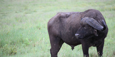 3 days safari tarangire, ngorongoro crater and lake manyara - Photo 6