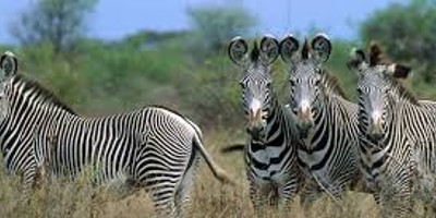  4 days great wildebeest migration safari maasai mara - Photo 2