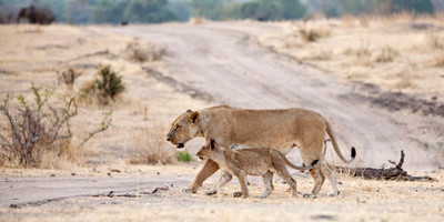 3 day mikumi luxury tented camps safari - Photo 4