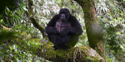 Gorillas and big game safari in uganda & rwanda - Photo 1