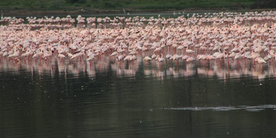 6-day breathtaking safari in kenya - Photo 5