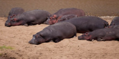  11 days kenya photographic safari - Photo 1