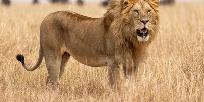 6 day tanzania camping safari - Photo 3
