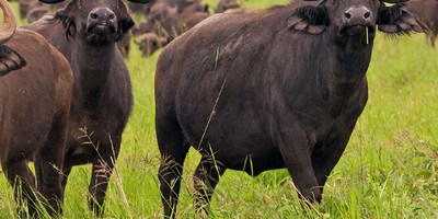 7 days safari to rwanda - Photo 6