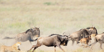 4 day tanzania classic safari - tarangire, serengeti & ngorongoro crater - Photo 7