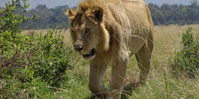 Nairobi national park day trip - Photo 1