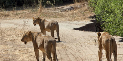 7 Day Southern Tanzania Exploration Safari - Photo 3