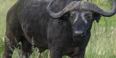 5 Day Budget Wildlife Safari - Photo 1