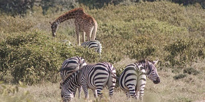 6 days thrilling safari in kenya - Photo 6