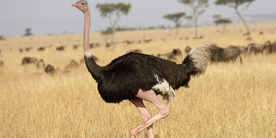Majestic masai mara: 4-day big five safari in a 4x4 jeep - Photo 1