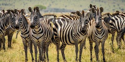 8 days incredible kenya safari experience - Photo 9
