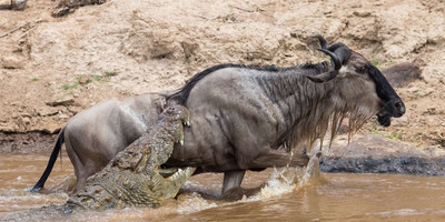 3 days maasai mara fly-in package - Photo 5
