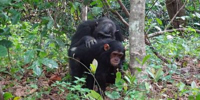 3 days gombe chimpanzee tracking safari - Photo 3