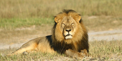 3 days masai mara safaris in kenya - 2019 tour - Photo 1