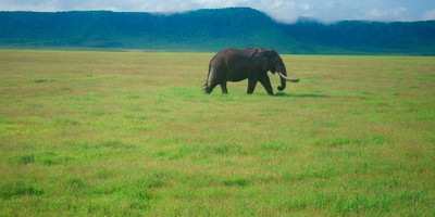 2 days tanzania lodge ( luxury) safari - Photo 10