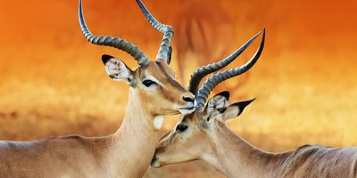 3 days maasai mara fly-in package - Photo 6