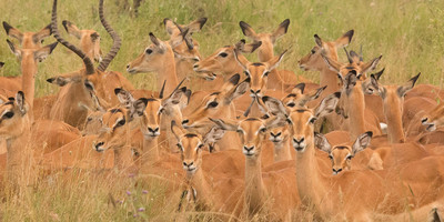 Day trip to lake manyara national park - Photo 5
