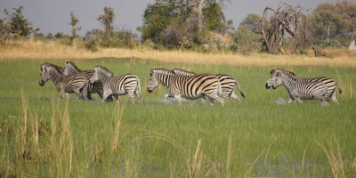 3-day full catered mobile safari moremi game reserve - Photo 3