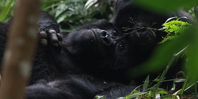 4 day gorilla trekking in bwindi & community batwa walk - Photo 2