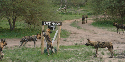 3days Selous Game Reserve - Photo 1