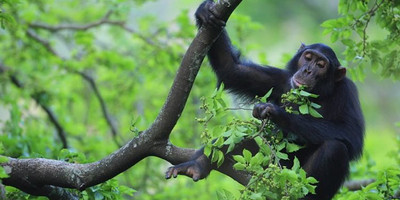 5 days ultimate uganda: big game & chimps safari experience - Photo 2
