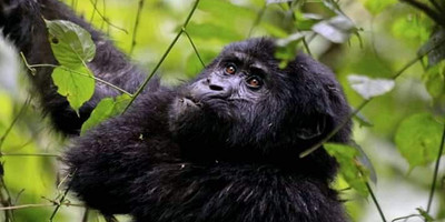 Three days gorilla trekking in uganda - Photo 2