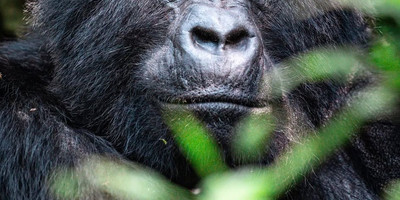 9-day rwanda gorilla, chimpanzee and wildlife safari - Photo 3