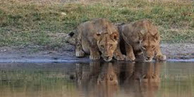 3days maasai mara budget safari - Photo 5