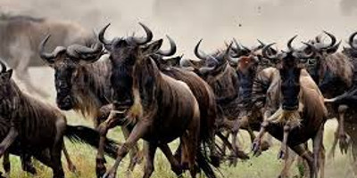  4 days great wildebeest migration safari maasai mara - Photo 1