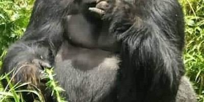 3 days gorilla tracking safari - Photo 6