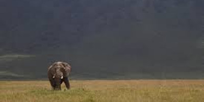 4 day last-minute safari from zanzibar - Photo 2